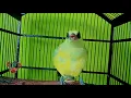 Download Lagu pancingan KEPODANG TROTOL agar cepat bunyi