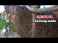 Download Lagu REKOR‼️ember luber sampai gak habis madunya #bee#honey#panen#madu