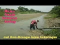 Download Lagu Sungai bengawan kering akibat kemarau cari ikan  disisa genangan air ada banyak ikannya