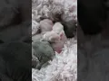 One week old Teddywidder bunnies