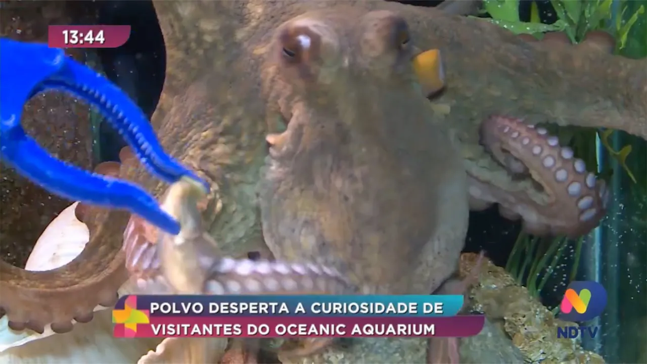 Polvo desperta a curiosidade de visitantes do Oceanic Aquarium