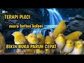 Download Lagu Terapi pleci betina call suara pleci koloni ampuh bikin emosi Buka paruh