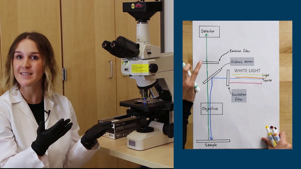 Fluorescence Microscopy