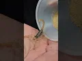 Download Lagu Handling a Scorpion: A Desert Hairy Scorpion Close-Up  😁