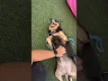 Meet Rug Rat a American Blue Heeler currently available for adoption 2026 2 31 31 PM