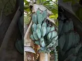 The fruit that tastes like ICE CREAM! Meet Blue Java Banana