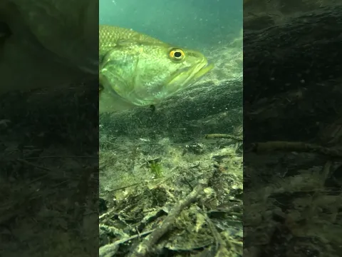 😳 Bass INHALES Crawfish Underwater! (Juvy Craw) 😳