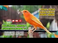Download Lagu Masteran Kenari GACOR Durasi Panjang‼️ COCOK untuk Pancingan Kenari PAUD dan Kenari MACET BUNYI #95