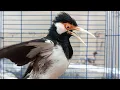 Download Lagu Pancingan Jalak Suren Gacor Full Variasi Ocehan - Masteran Suara Burung Jalak Gacor Full Isian Mewah