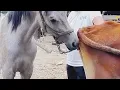 Today Matting Vedio - Real of horse VS cow mating Horse power