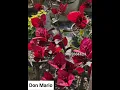 Download Lagu 150+ Top Bougainvillea Varieties 2025 I'd with Names | Thai Varieties Bougainvillea I'd Names