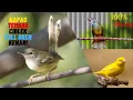 Download Lagu MASTERAN MURAY NO 1 CIBLEK FULL BREN KAPAS TEMBAK KENARI DAN AIR MENGALIR 1 JAM