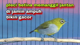 pleci betina memanggil jantan pleci betina perangsang bunyi pleci betina buxtoni 