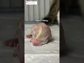 Timelapse Kitten Day 1 - Day 100 Cute😍😍 #kucing #kucinglucu #kitten #suaraanakkucing
