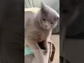 Download Lagu Video Kucing Lucu yang Akan Membuat Kamu Tertawa Terbahak-bahak terbaru 2023 #kucinglucu #kucing