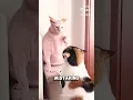 Download Lagu Life of a Hairless Chunk #sphynxcat #hairlesscat #funnycats #catvideo #petlife