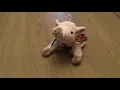 Knuckles TY Beanie Baby - Pig