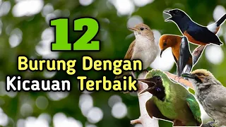 Download Daftar 12 burung kicauan terbaik dan termerdu yang ada di indonesia MP3