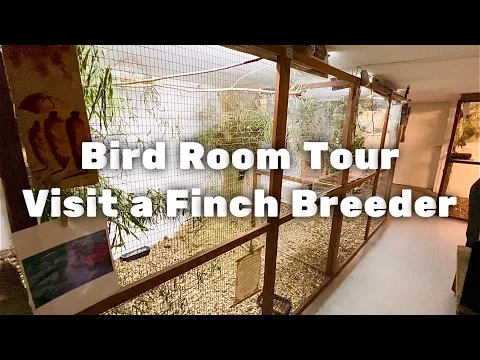 Breeding Finches Bird room tour Visit a breeder S2Ep3
