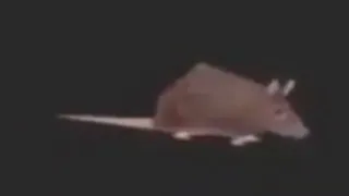 Little Dark Age Horizontally Spinning Rat 