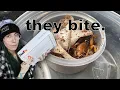 UNBOXING the WEIRDEST PET BUGS you ll ever see The Jerusalem Cricket