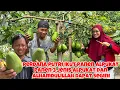 PERDANA PUTRI IKUT PANEN ALPUKAT‼️PANEN 3 jenis ALPUKAT DAN SEGINI HASILNYA