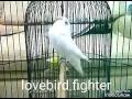 Download Lagu Lovebird fighter albino mh durasi up++  joossss