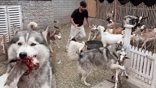                                                  دندنها