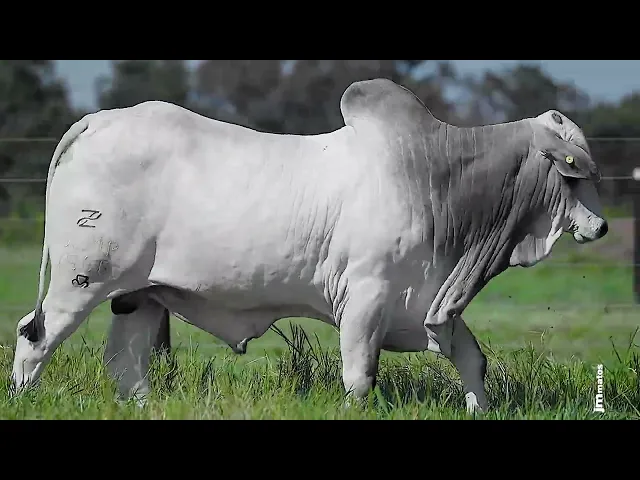 Garrote Nelore GLMP - 1666