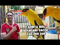CARA MERAWAT BURUNG KEPODANG BISU AGAR BISA GACOR PAGI SIANG SORE❗
