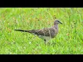 Download Lagu Ngala tikukur manuk toed
