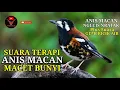 Download Lagu Terapi Anis Macan Macet Bunyi | Pancingan Anis Macan Biar Bunyi | Punglor Macan Ngecis | Anis Nratak