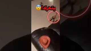 ماذا لو تحركت دمية امامك صدمة  ماذا لو تحركت دمية امامك صدمة