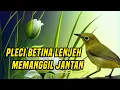 Download Lagu Pleci betina memanggil jantan ampuh langsung nyaut 