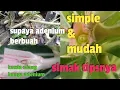 Download Lagu Tutorial menyilangkan / membuahkan bunga adenium