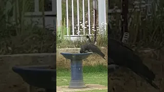 Https Youtu Be 5sy2h5aloJs Si 2y6pQUJS6ZtskYnD 