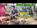 Download Lagu Cek harga bonsai Kimeng dll koleksi Bang Junet Wa +62 812-5248-0381
