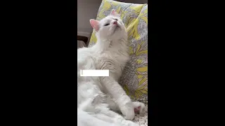 random videos that will make your day ii short clips universe ii