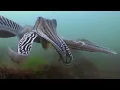 Wonderful Wildlife on Islands of Wild Great Britain | Our World