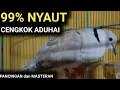 Download Lagu Puter Pelung Suara Panjang Ampuh Pancing EMOSI Puter Pelung Juara Nasional cukup sekali Putar Saja