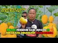 Lagu WOW SUKSES TANAM MELON DI DALAM PERUMAHAN ! #narji #juraganlahan #melon