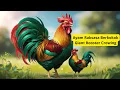 Download Lagu Para Ayam Raksasa Berkokok! Suara Gagah \u0026 Penampilan Mengagumkan