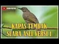 Download Lagu SUARA ASLI KAPAS TEMBAK JERNIH