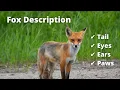 Fox Description Tail Eyes Ears