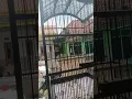 Download Lagu cendet materi greja banaspati.