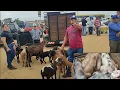 Lagu Feira de 🐖🐏🐐Posto Alto da Serra-PE 08/02/26