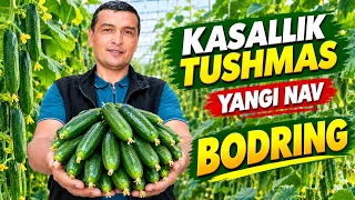 BARCHA KASALLIKKA CHIDAMLI BODRING! SAKATA Firmasidan yangi GIBRID