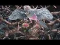 Video di Oscar Wilde's The Nightingale and The Rose trailer / Słowik i róża Oscara Wilde'a