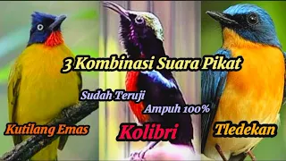 kombinasi suara pikat kutilang emas kolibri tledekan 
