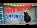 Lagu Burung Tuwu Gacor Suara Jernih (Asian koel)